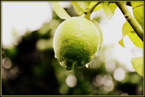 limonada, limón sin hada