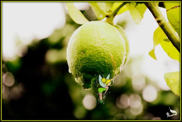 "Limonhada" Fotografía: Paula Verde Francisco Ilustración: Esther Medraño Idea original: Antontxu