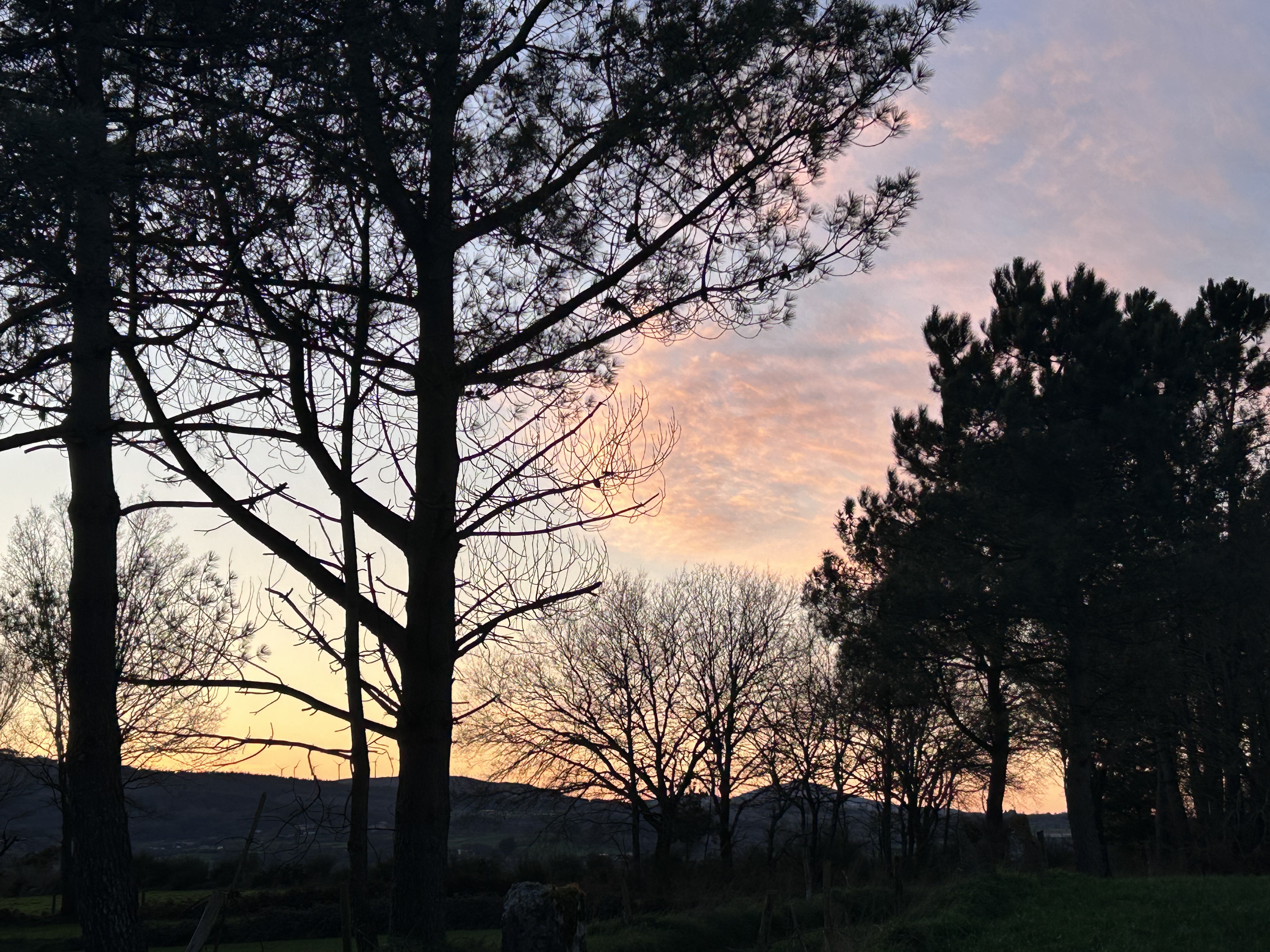 Perfil de árboles recortados contra el cielo rojo de un atardecer
