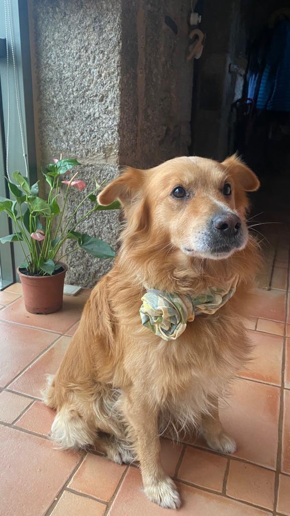Imagen de nuestro perro Koti. Un perro sin raza definida pero tan precioso por fuera como por dentro. Tiene el pelo de color canela y en la foto luce un gran lazo verde en el cuello.